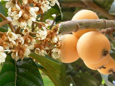 Eriobotrya japonica - ازگیل ژاپنی